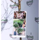 Csavarodó ágú díszcseresznye Prunus inc. Kojou-no-mai 19 cm cserép