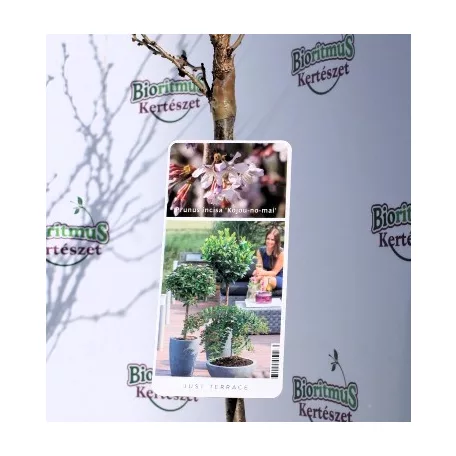 Csavarodó ágú díszcseresznye Prunus inc. Kojou-no-mai 19 cm cserép