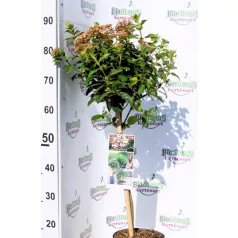 Örökzöld bangita Viburnum tinus 19 cm cserép