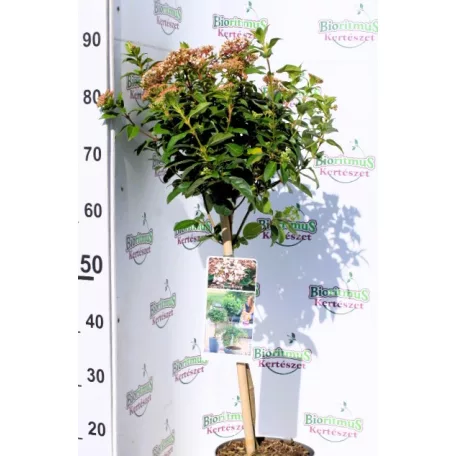 Örökzöld bangita Viburnum tinus 19 cm cserép