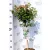 Örökzöld bangita Viburnum tinus 19 cm cserép