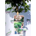 Örökzöld bangita Viburnum tinus 19 cm cserép