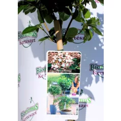 Örökzöld bangita Viburnum tinus 19 cm cserép