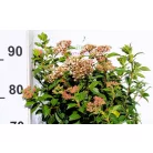 Örökzöld bangita Viburnum tinus 19 cm cserép