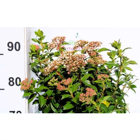 Örökzöld bangita Viburnum tinus 19 cm cserép