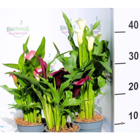 Kála Zantedeschia Sunny M. 12 cm cserép