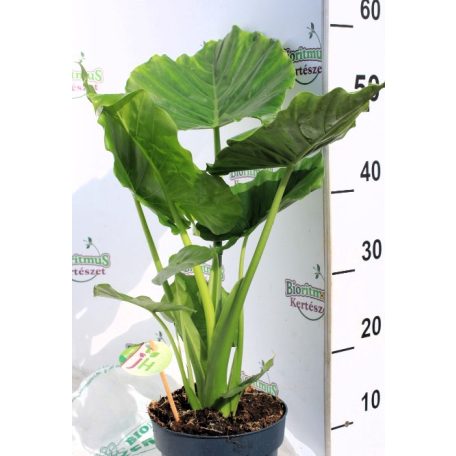 Elefántfül, Törpe elefántfül Alocasia gageana 17 cm cserép
