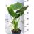 Elefántfül, Törpe elefántfül Alocasia gageana 17 cm cserép