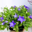 Csüngő harangvirág Campanula iso. napoli dec. 11 cm cserép