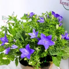   Csüngő harangvirág Campanula iso. napoli dec. 11 cm cserép