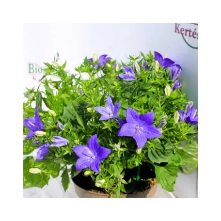 Csüngő harangvirág Campanula iso. napoli dec. 11 cm cserép