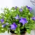 Csüngő harangvirág Campanula iso. napoli dec. 11 cm cserép