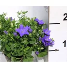 Csüngő harangvirág Campanula iso. napoli dec. 11 cm cserép