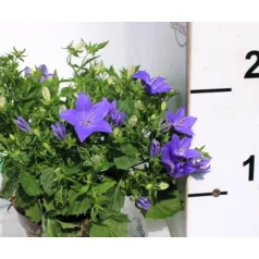   Csüngő harangvirág Campanula iso. napoli dec. 11 cm cserép