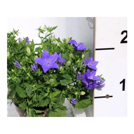 Csüngő harangvirág Campanula iso. napoli dec. 11 cm cserép