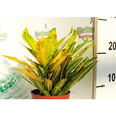 Csodacserje / Kroton Codiaeum variegatum Sunny Star 12 cserép