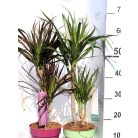 Tarka sárkányfa Dracaena marginata m. 17 cm cserép