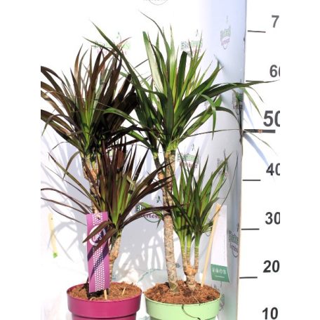 Tarka sárkányfa Dracaena marginata m. 17 cm cserép