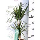 Tarka sárkányfa Dracaena marginata m. 17 cm cserép
