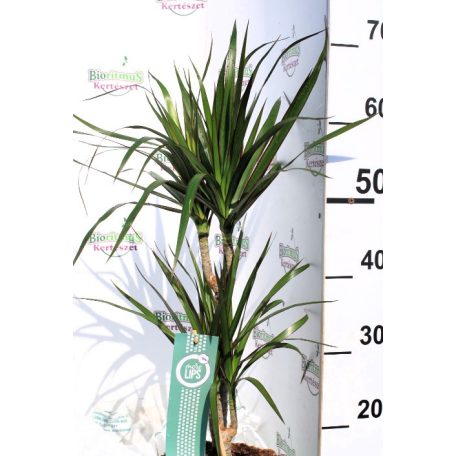 Tarka sárkányfa Dracaena marginata m. 17 cm cserép