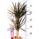 Tarka sárkányfa Dracaena marginata m. 17 cm cserép
