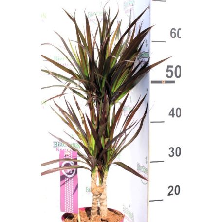 Tarka sárkányfa Dracaena marginata m. 17 cm cserép