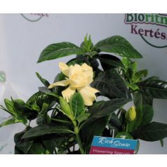 Gardénia Gardenia jasm. 13 cm cserép
