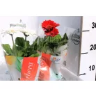 Gerbera colourgame m.12 cm cserép