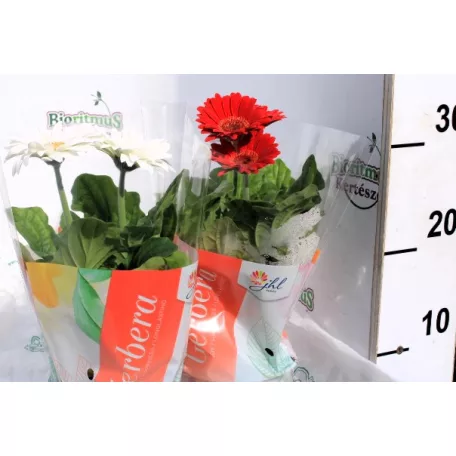 Gerbera colourgame m.12 cm cserép