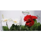 Gerbera colourgame m.12 cm cserép