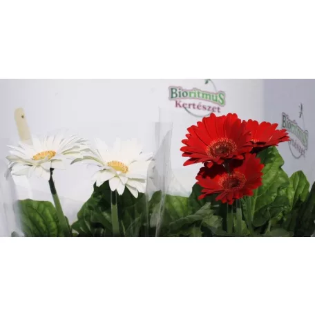 Gerbera colourgame m.12 cm cserép