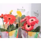 Gerbera colourgame m.12 cm cserép