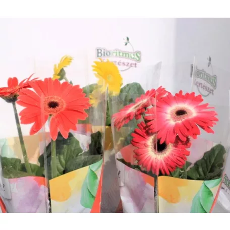 Gerbera colourgame m.12 cm cserép