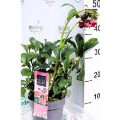 Keleti hunyor Helleborus or. Hello pink 17 cm cserép