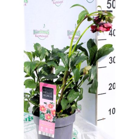 Keleti hunyor Helleborus or. Hello pink 17 cm cserép