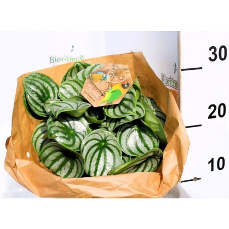 Görögdinnyemintás törpebors Peperomia arg. Watermelon 17 cm cserép