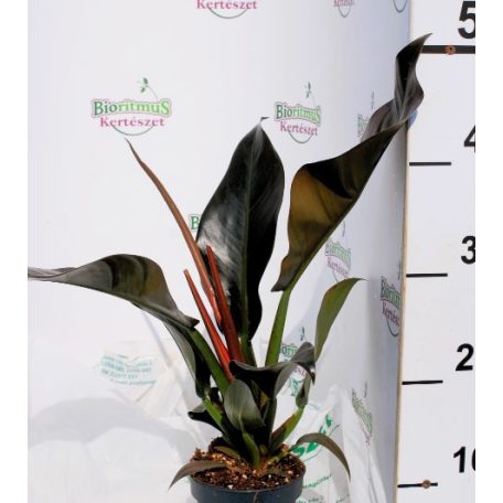 Vörös levelű filodendron Philodendron Imperial Red 12 cm cserép
