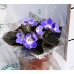 Fokföldi ibolya Saintpaulia 12 cm cserép