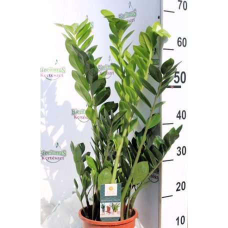 Agglegénypálma Zamioculcas 6+ 17 cm cserép