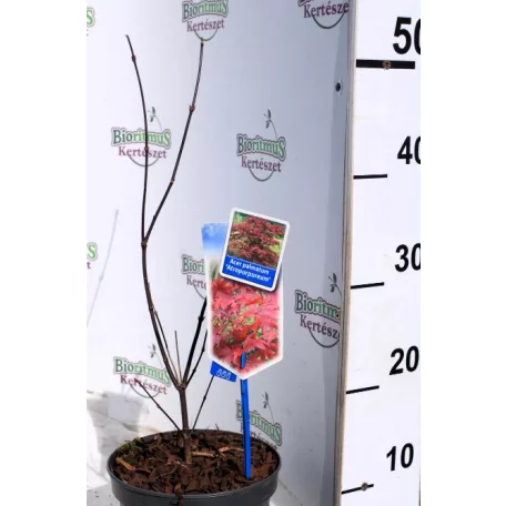 Vöröslevelű japán juhar Acer palmatum Atropurpureum P17