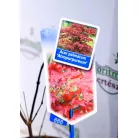 Vöröslevelű japán juhar Acer palmatum Atropurpureum P17
