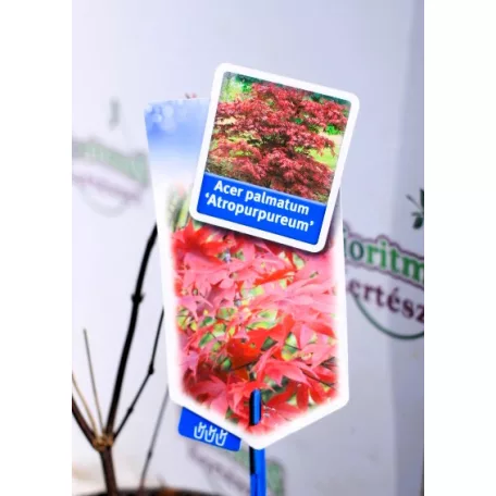 Vöröslevelű japán juhar Acer palmatum Atropurpureum P17