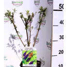 Nyáriorgona Buddleja davidii in cultivars V2