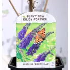 Nyáriorgona Buddleja davidii in cultivars V2