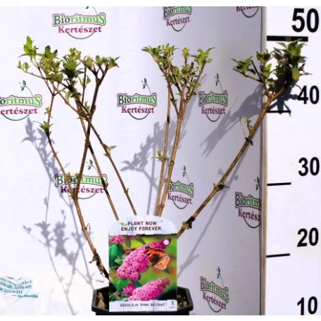 Nyáriorgona Buddleja davidii in cultivars V2