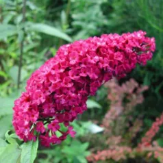 Illatos bíborlila nyáriorgona Buddleja d. Royal Red C2