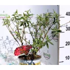 Illatos bíborlila nyáriorgona Buddleja d. Royal Red C2