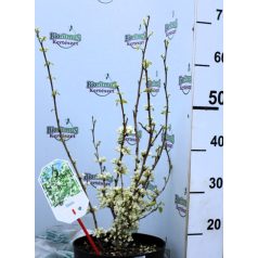   Kínai júdásfa, fehér virágú Cercis chinensis Shirobana C5