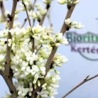 Kínai júdásfa, fehér virágú Cercis chinensis Shirobana C5