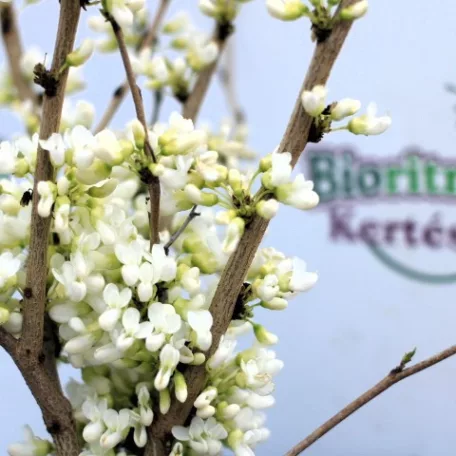 Kínai júdásfa, fehér virágú Cercis chinensis Shirobana C5